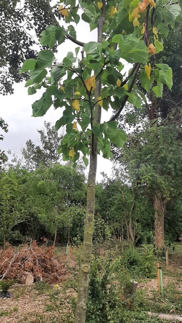 photo de l'arbre