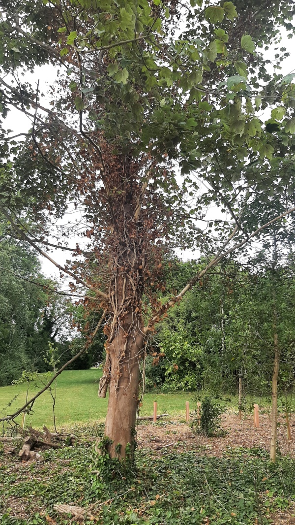 photo de l'arbre