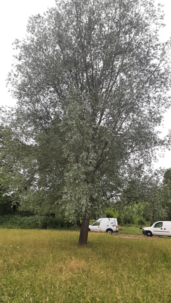photo de l'arbre
