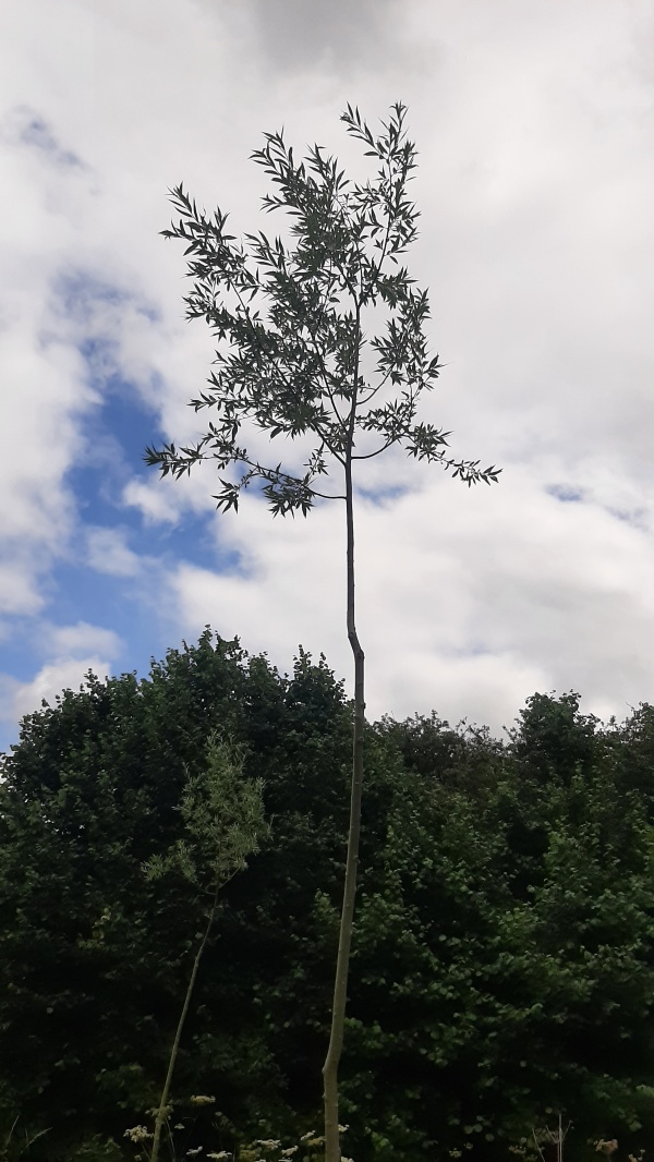 photo de l'arbre
