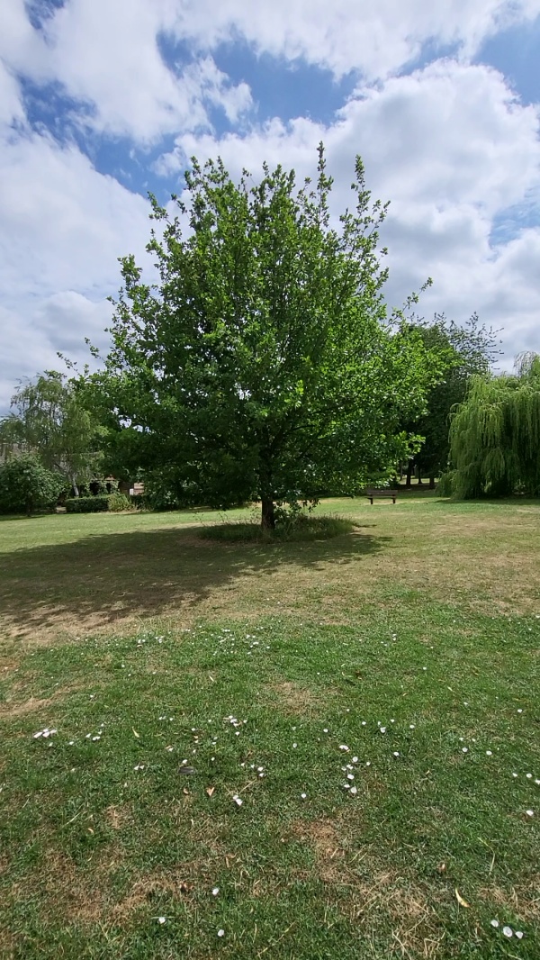 photo de l'arbre