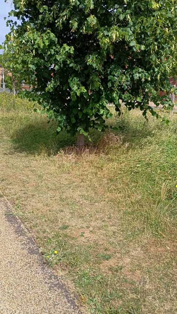 photo de l'arbre