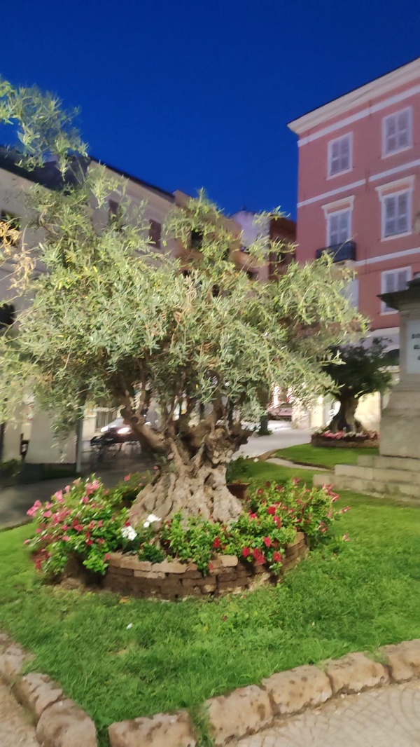 photo de l'arbre