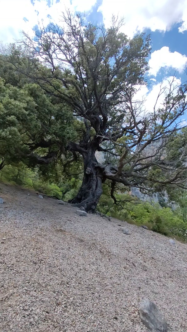 photo de l'arbre