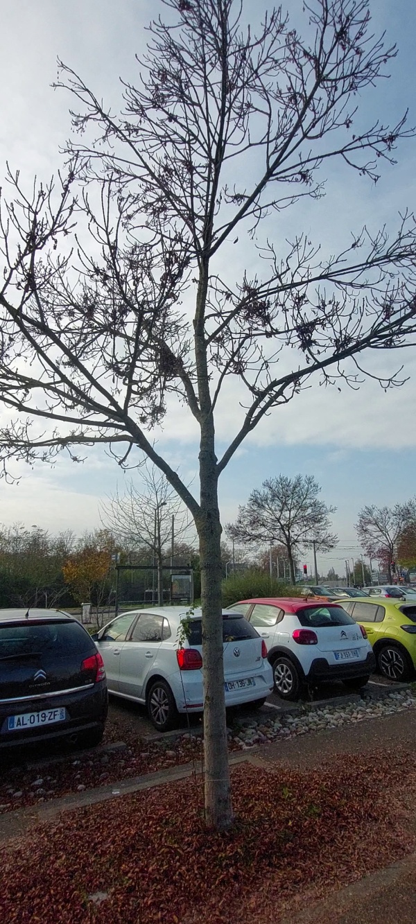 photo de l'arbre