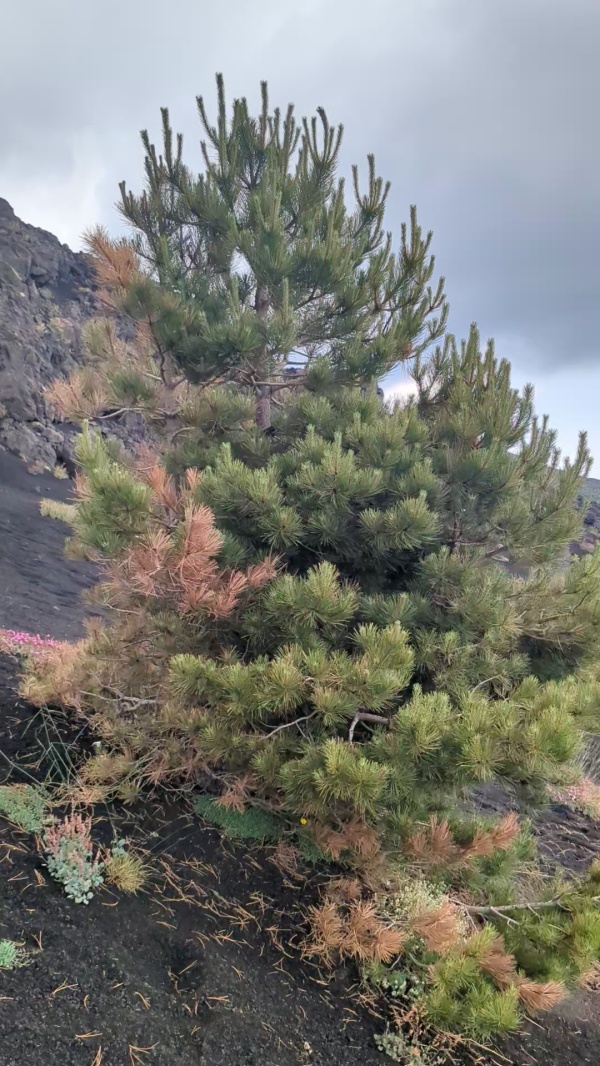 photo de l'arbre