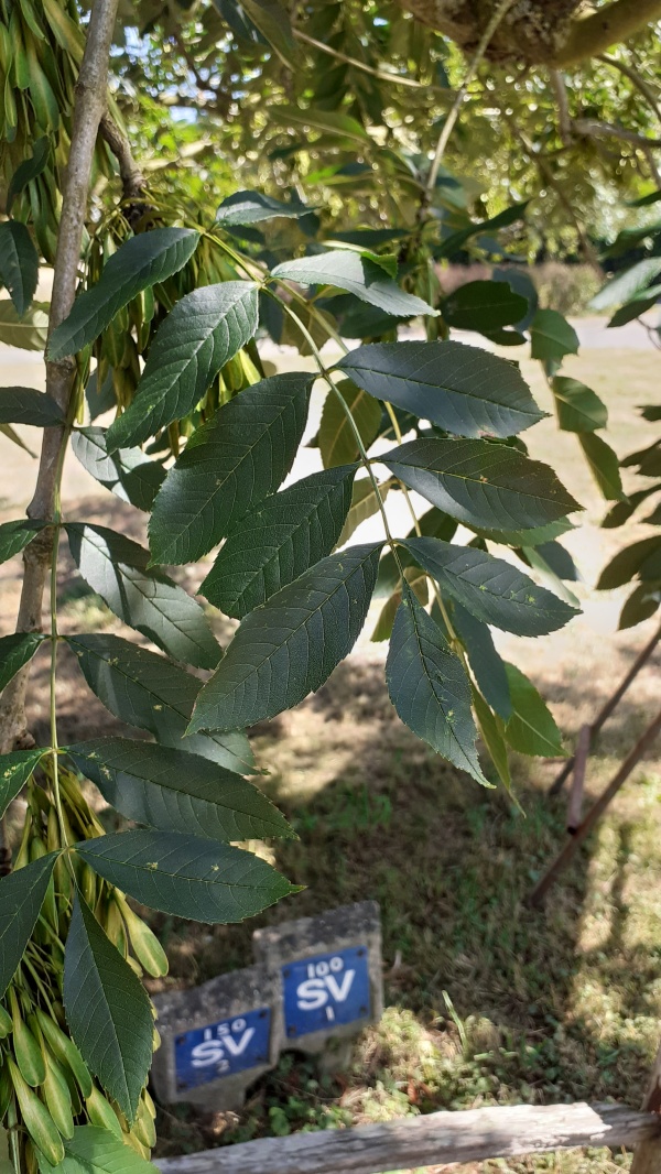 photo de l'arbre