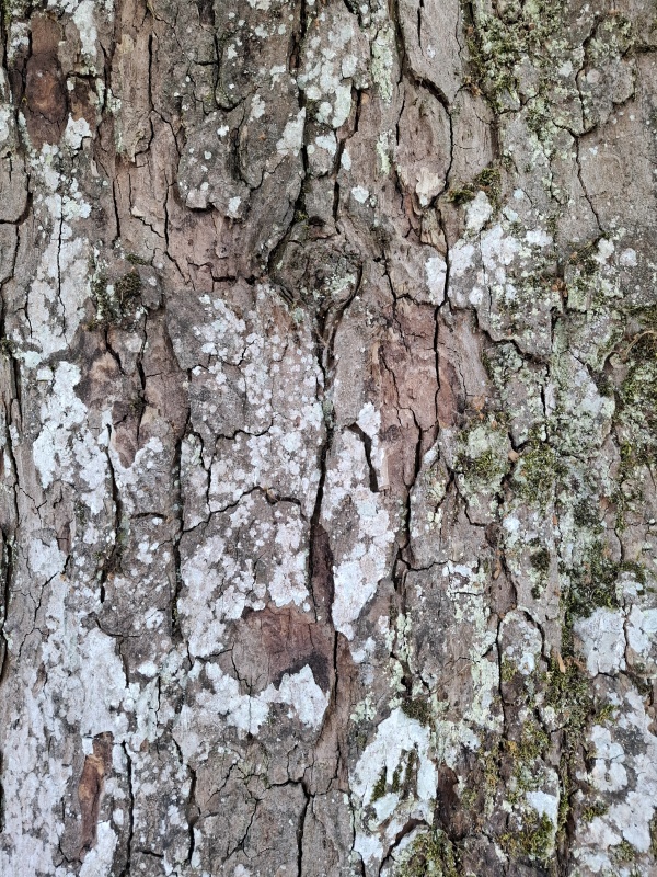 photo de l'arbre