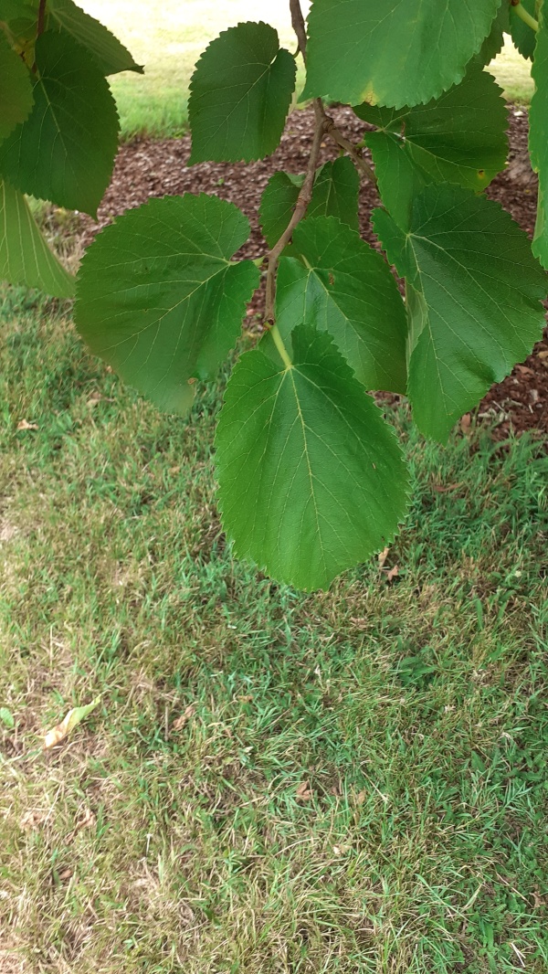 photo de l'arbre