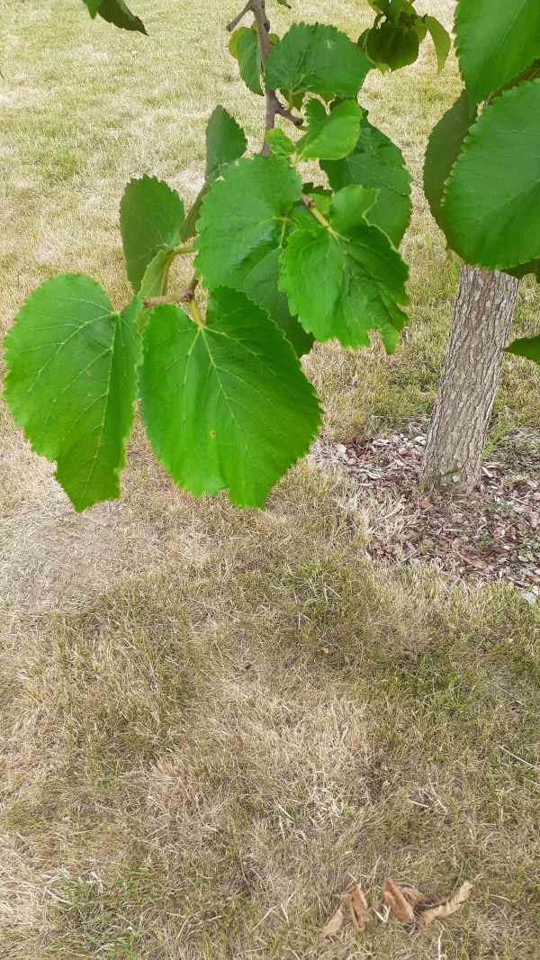 photo de l'arbre
