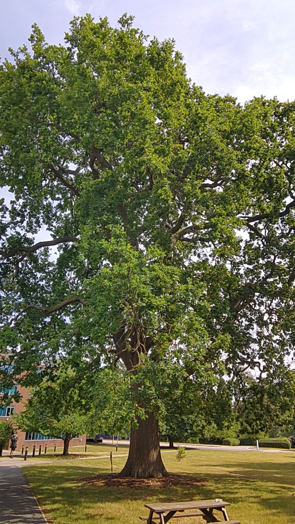photo de l'arbre