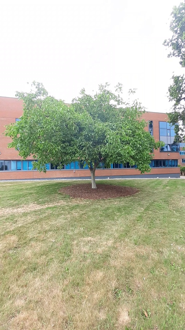 photo de l'arbre