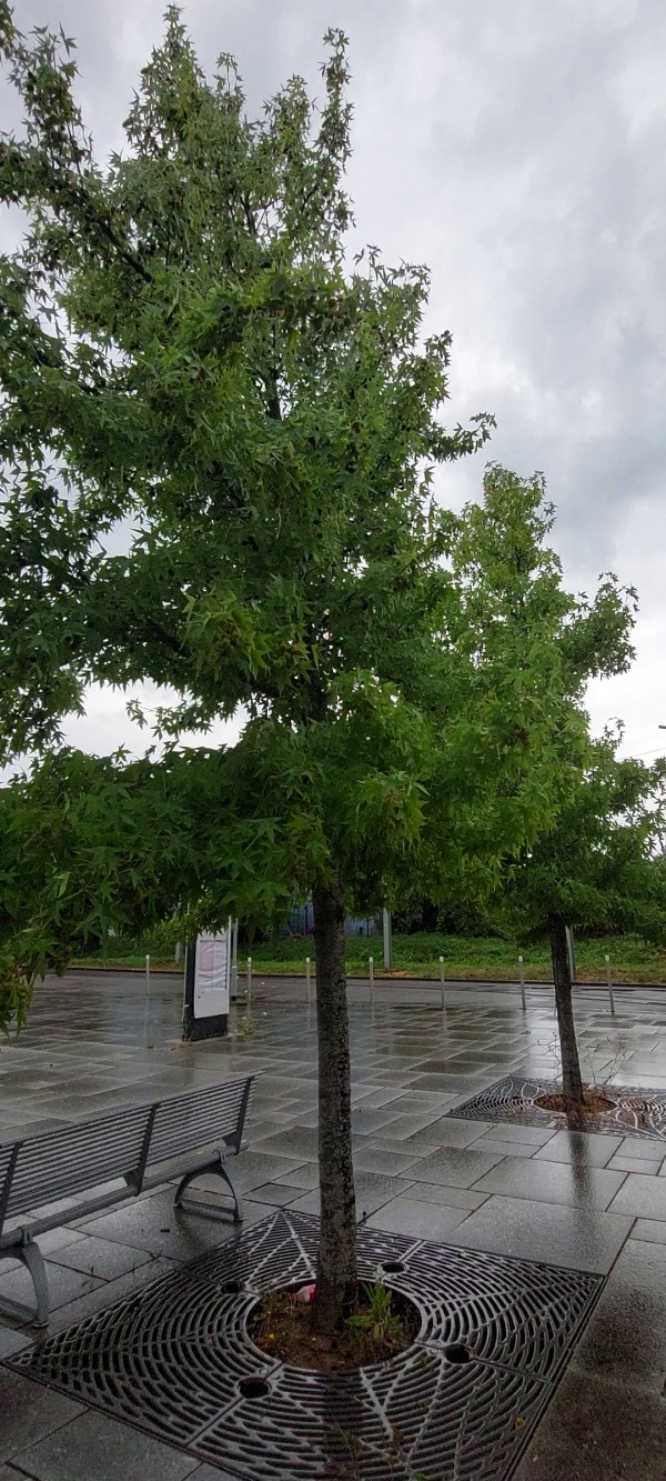 photo de l'arbre