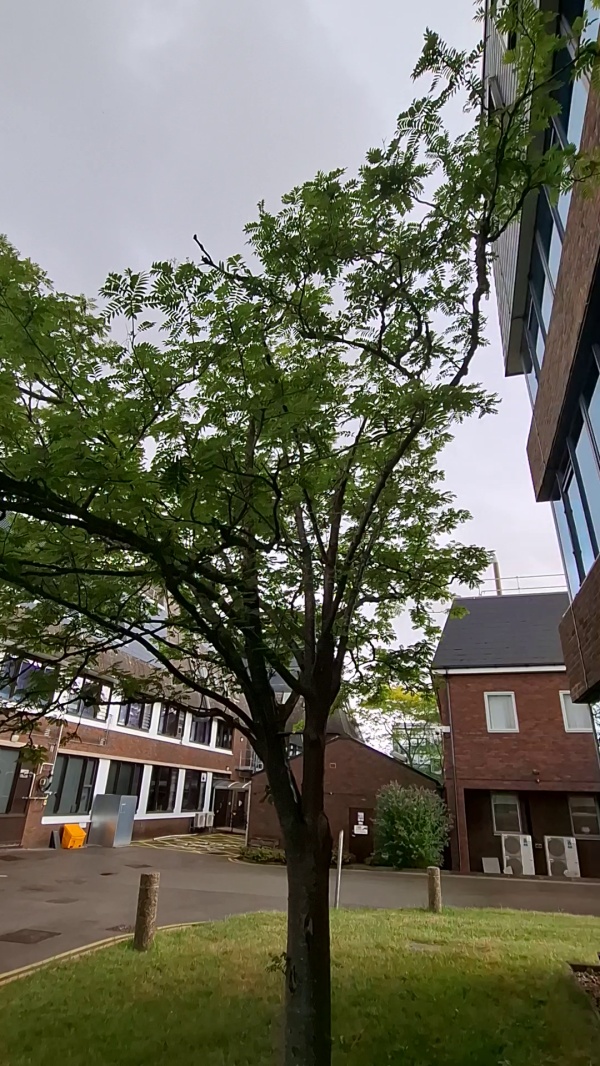 photo de l'arbre