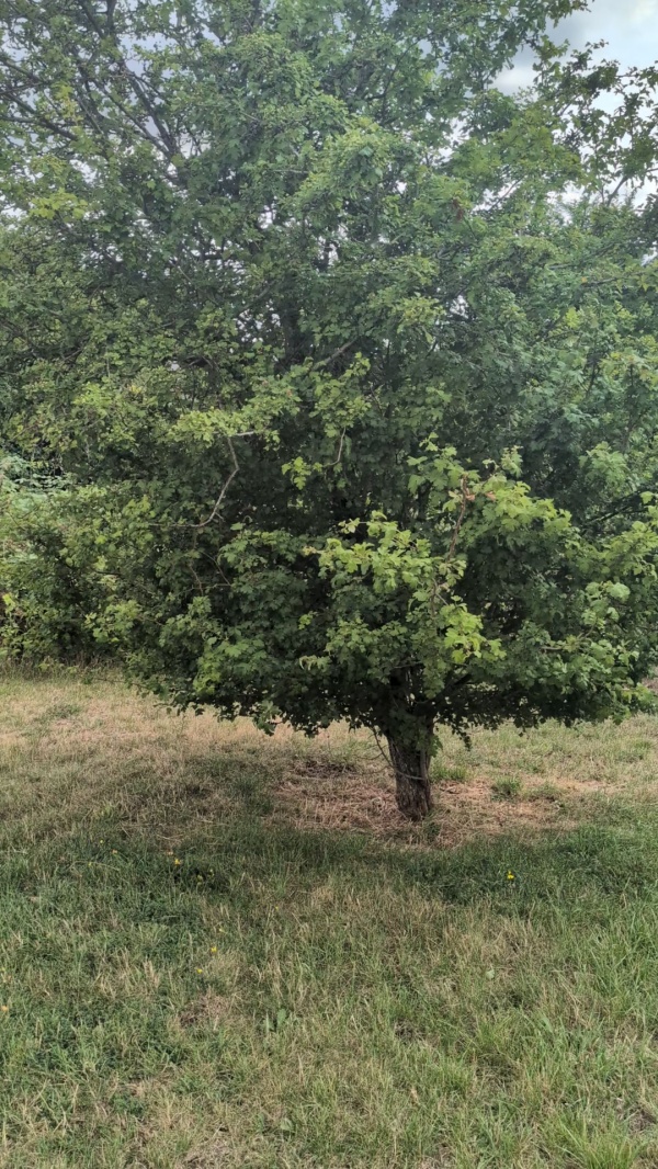 photo de l'arbre