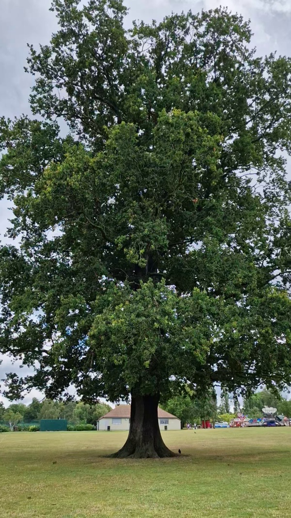 photo de l'arbre