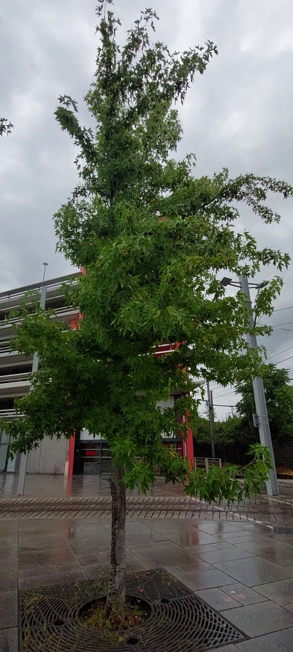 photo de l'arbre