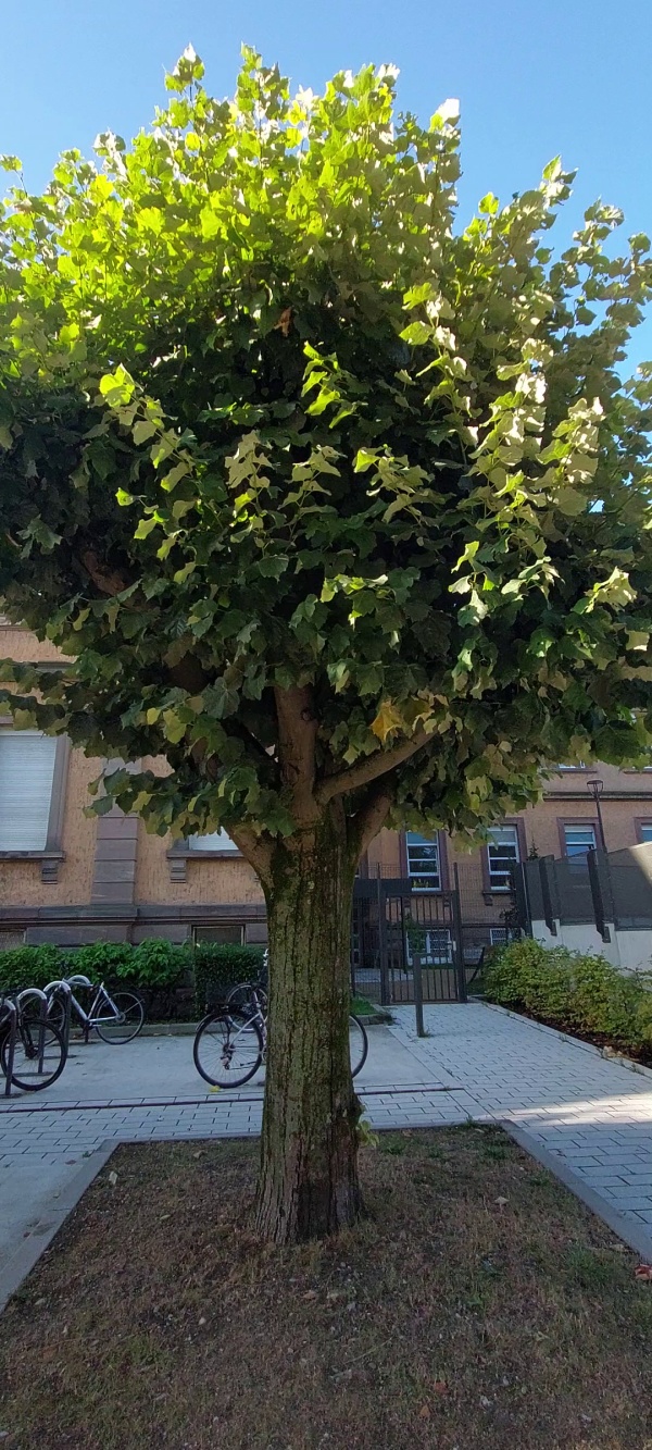 photo de l'arbre