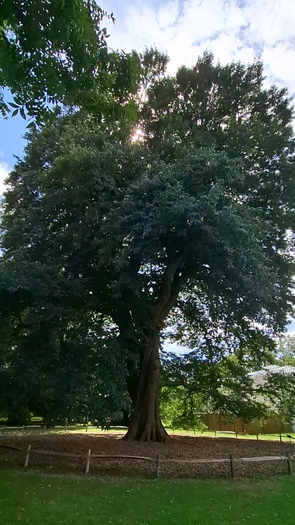photo de l'arbre