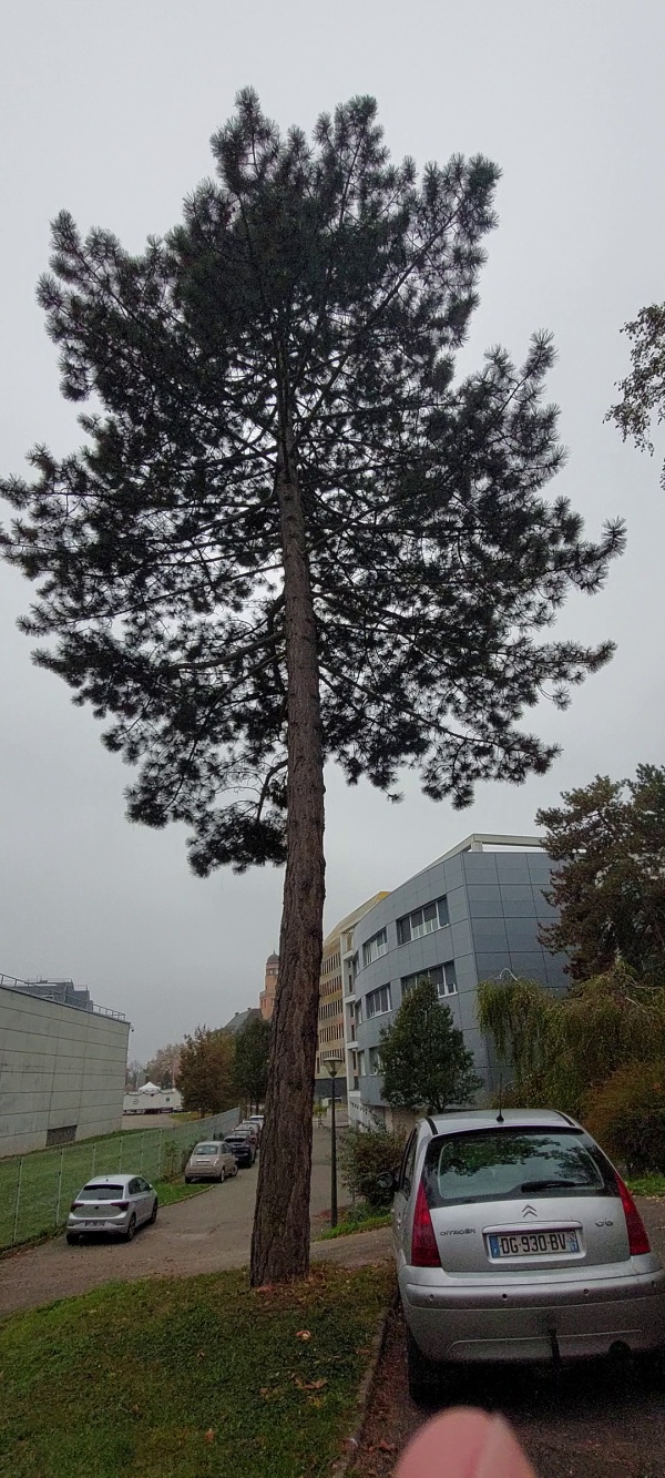 photo de l'arbre