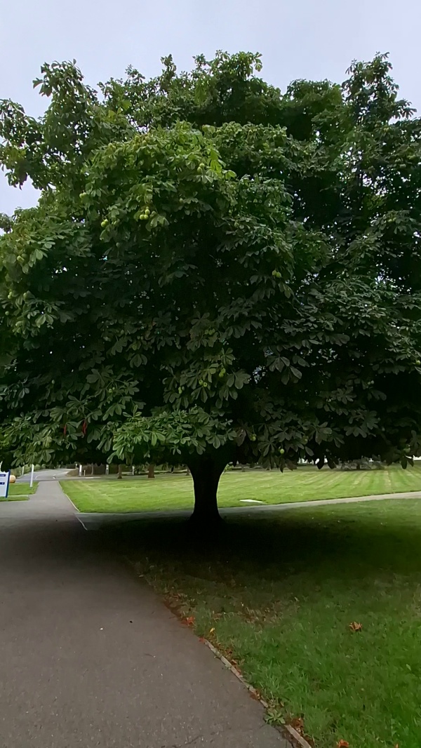 photo de l'arbre