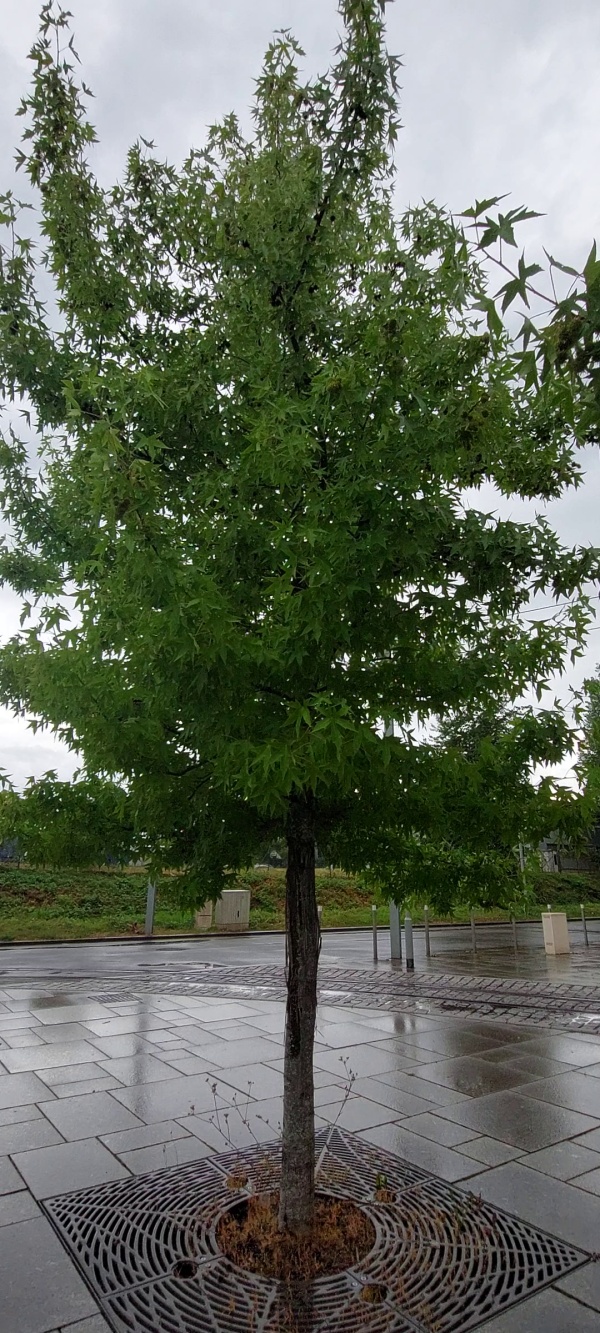 photo de l'arbre