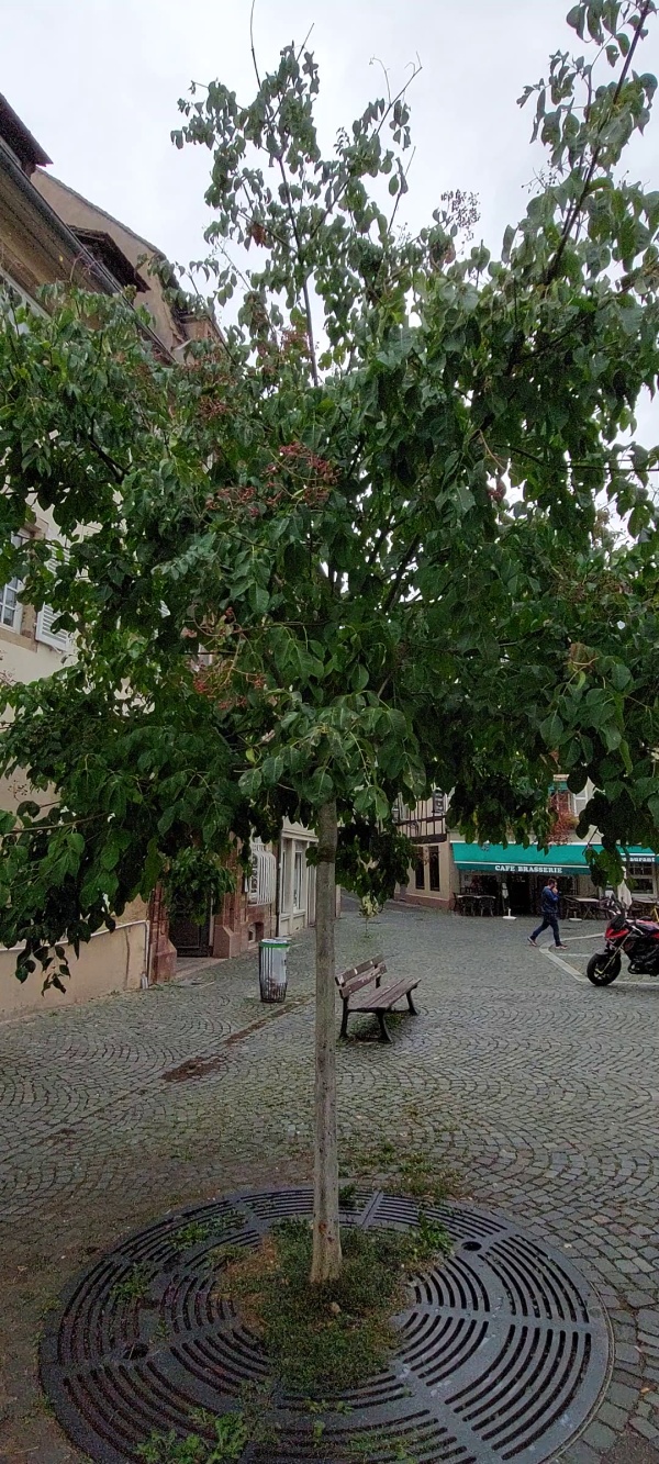 photo de l'arbre
