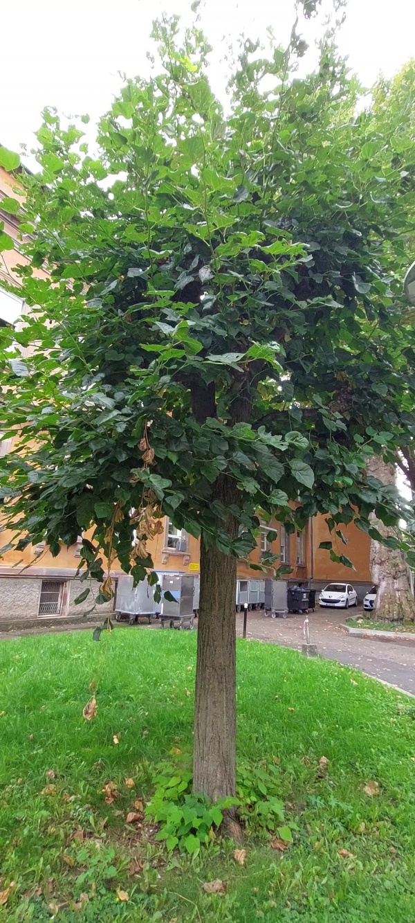 photo de l'arbre