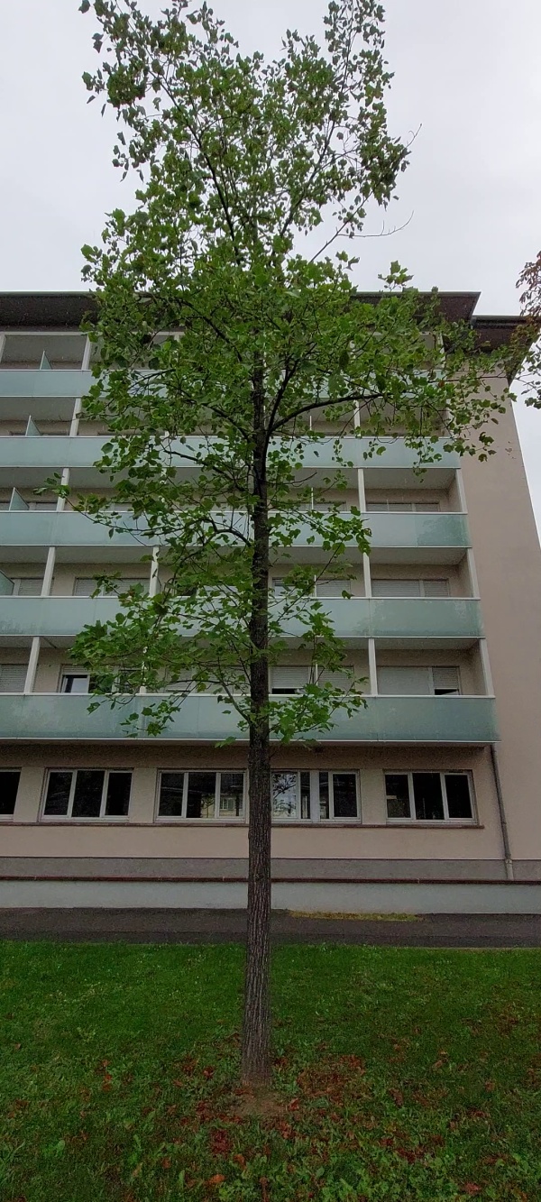 photo de l'arbre