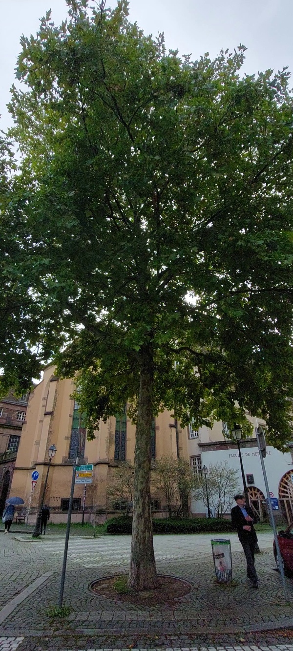 photo de l'arbre