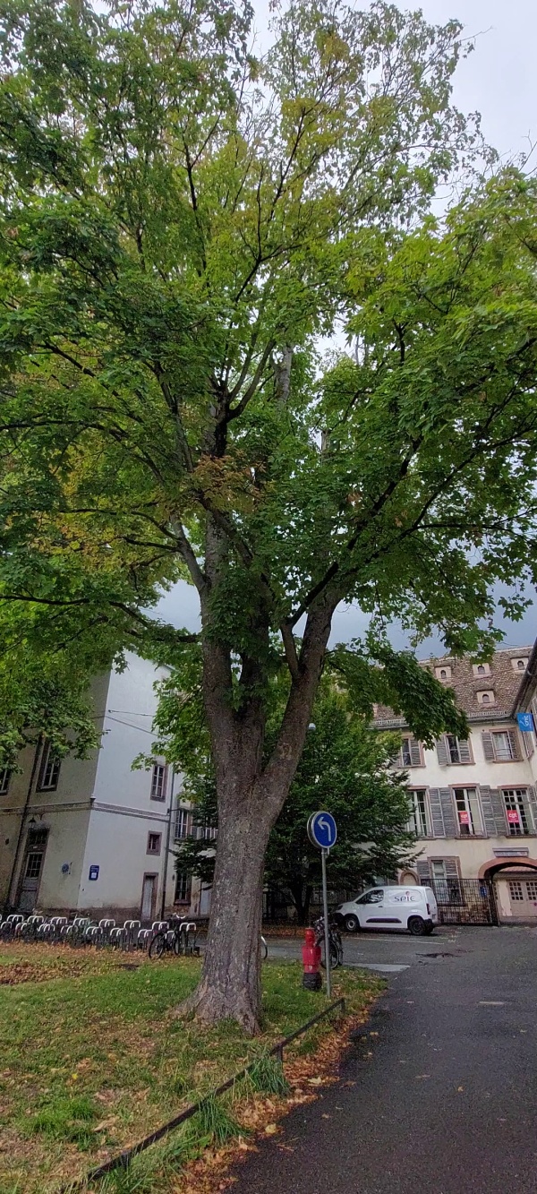 photo de l'arbre