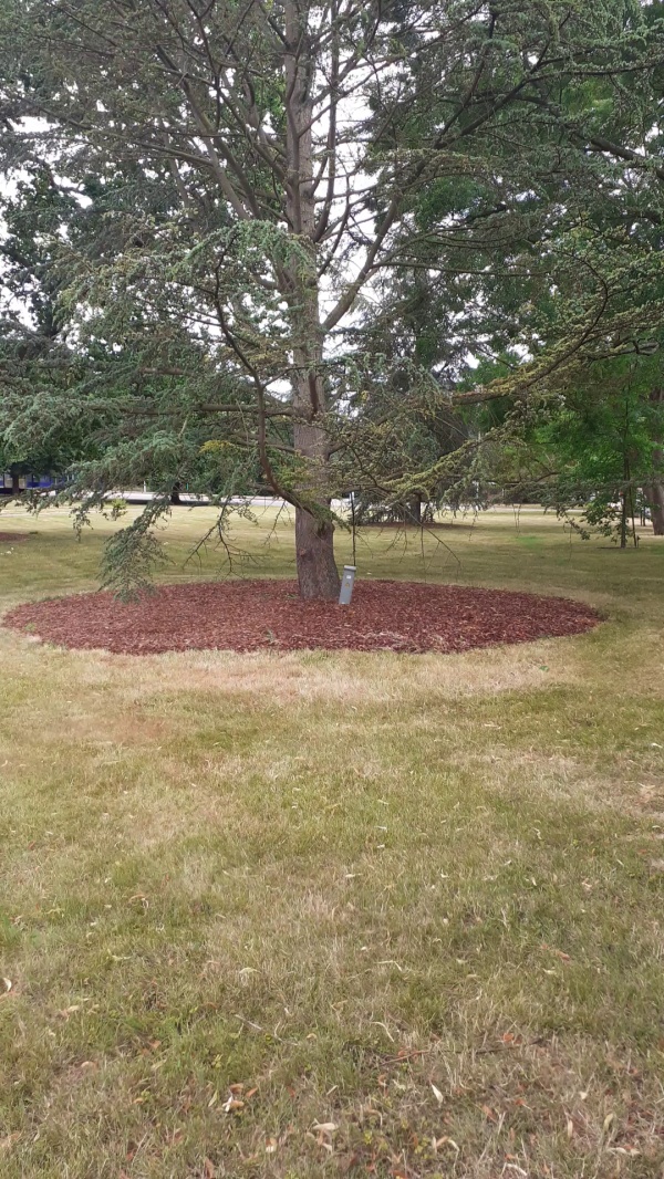 photo de l'arbre