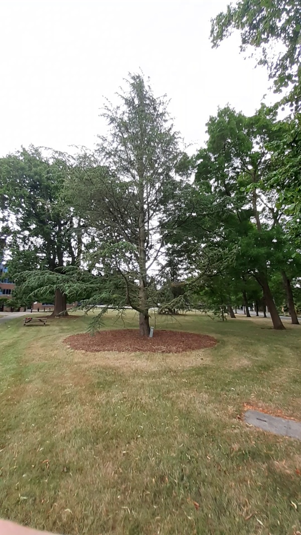 photo de l'arbre