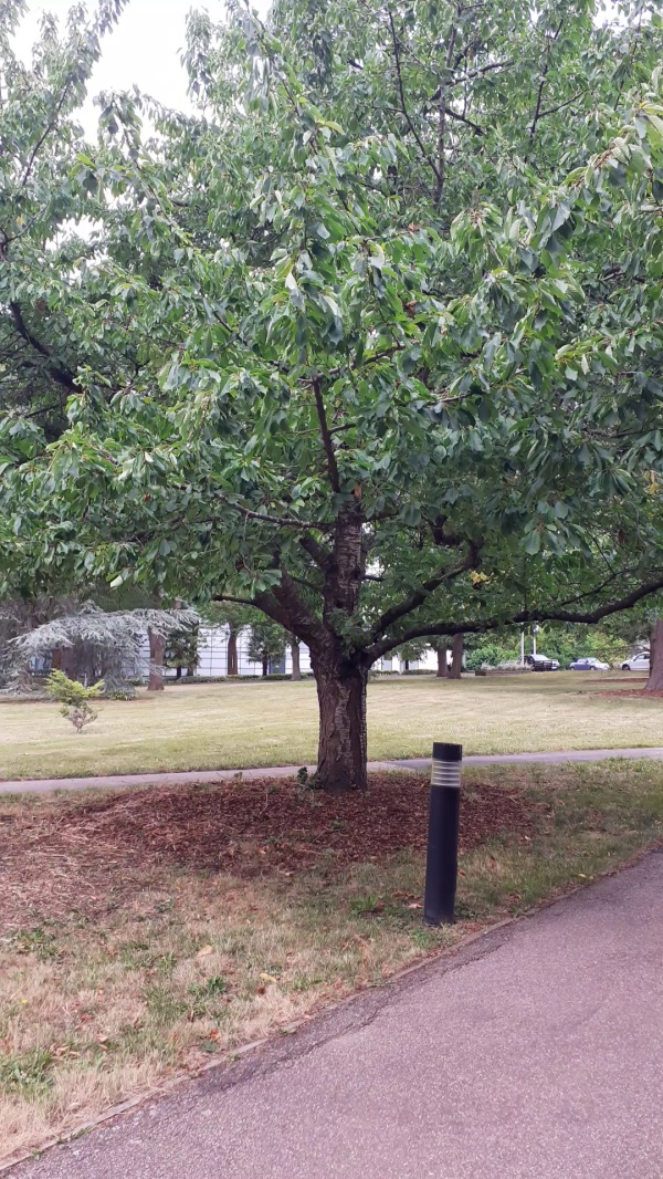 photo de l'arbre