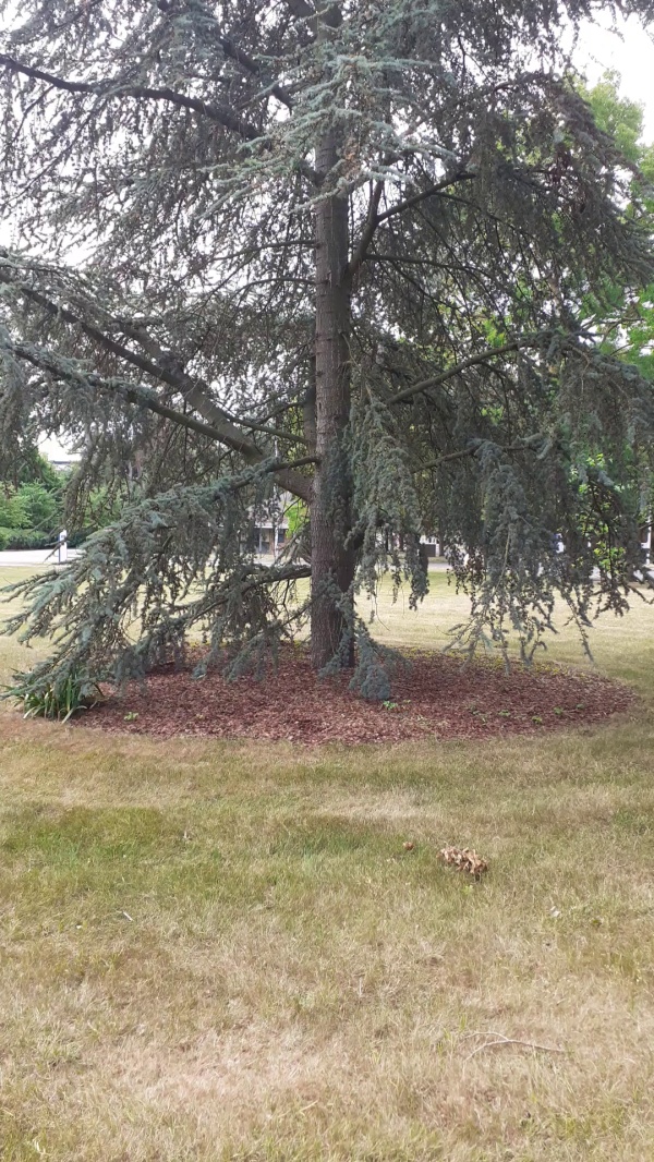 photo de l'arbre