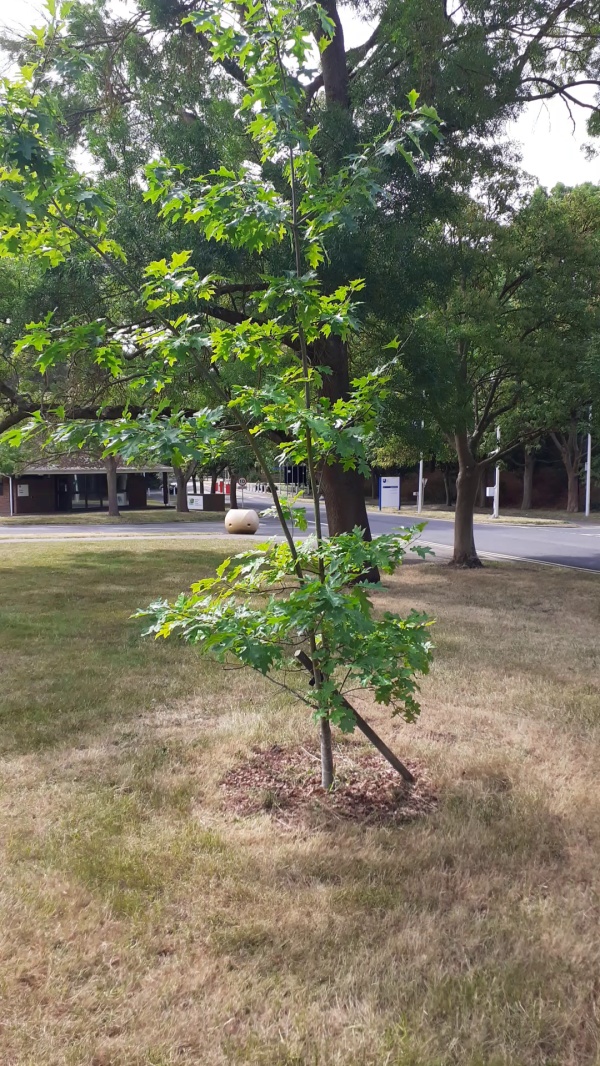 photo de l'arbre