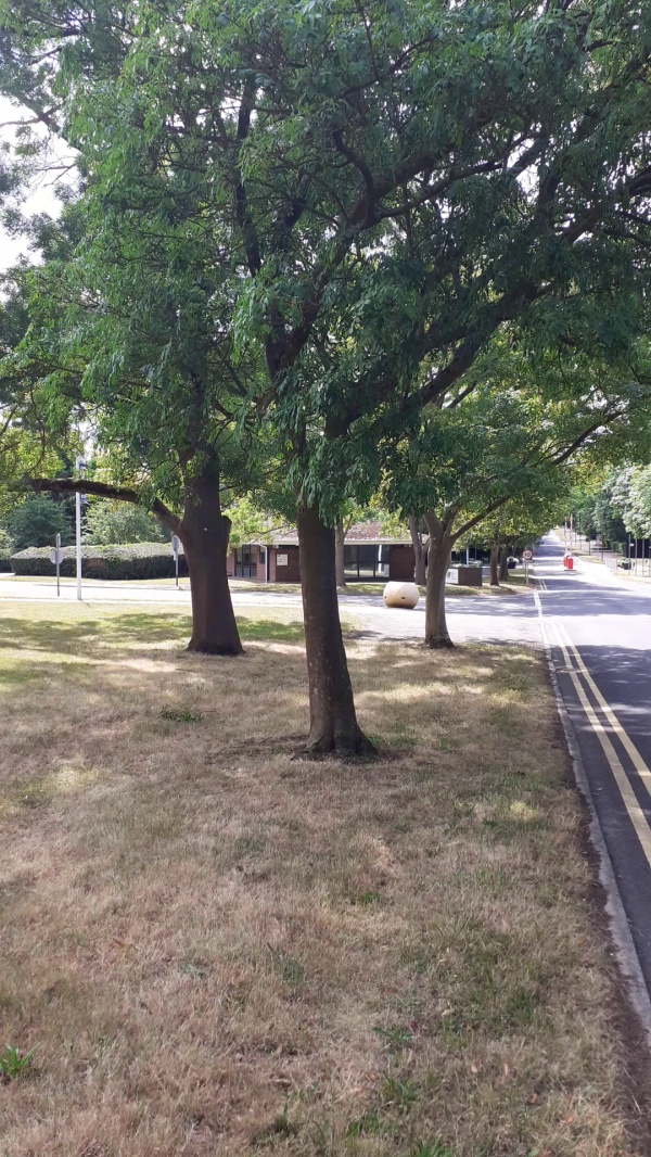 photo de l'arbre
