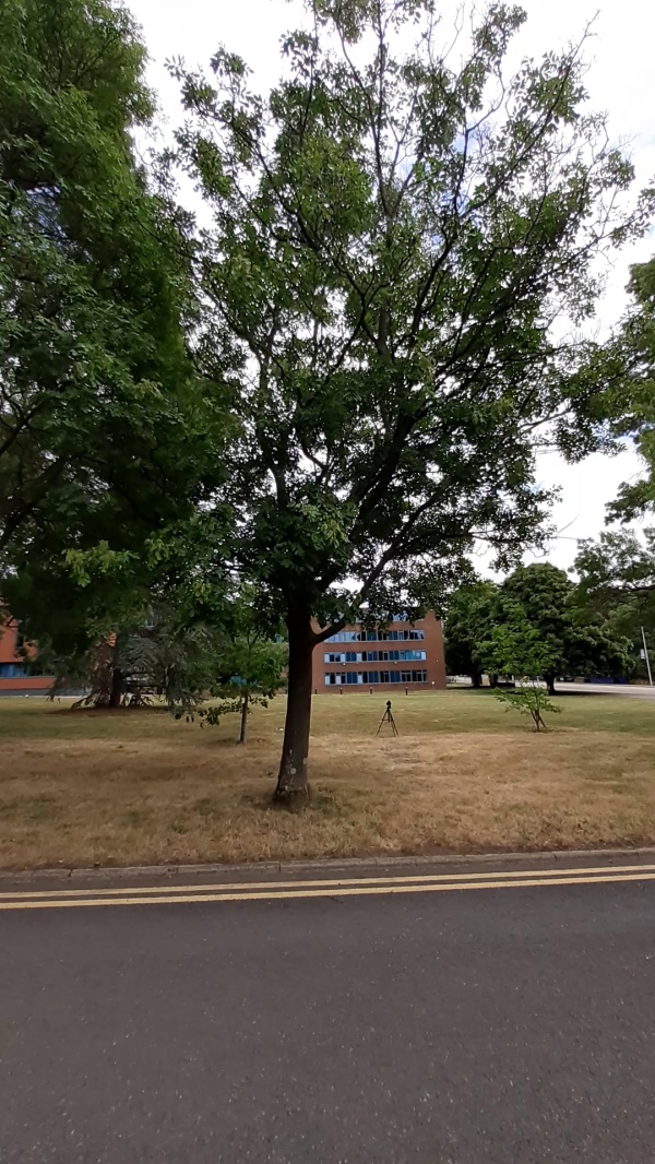photo de l'arbre