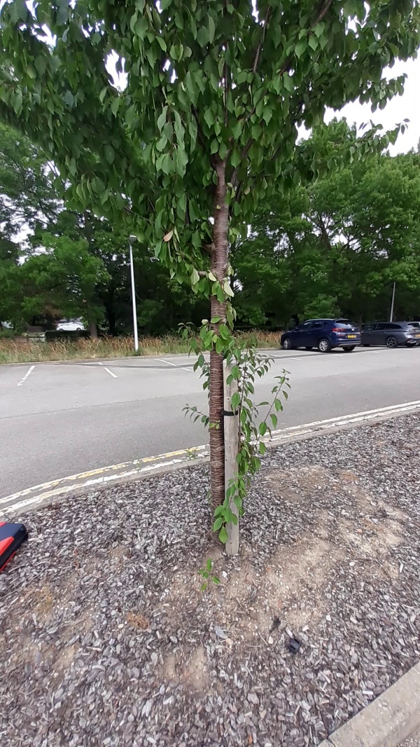 photo de l'arbre