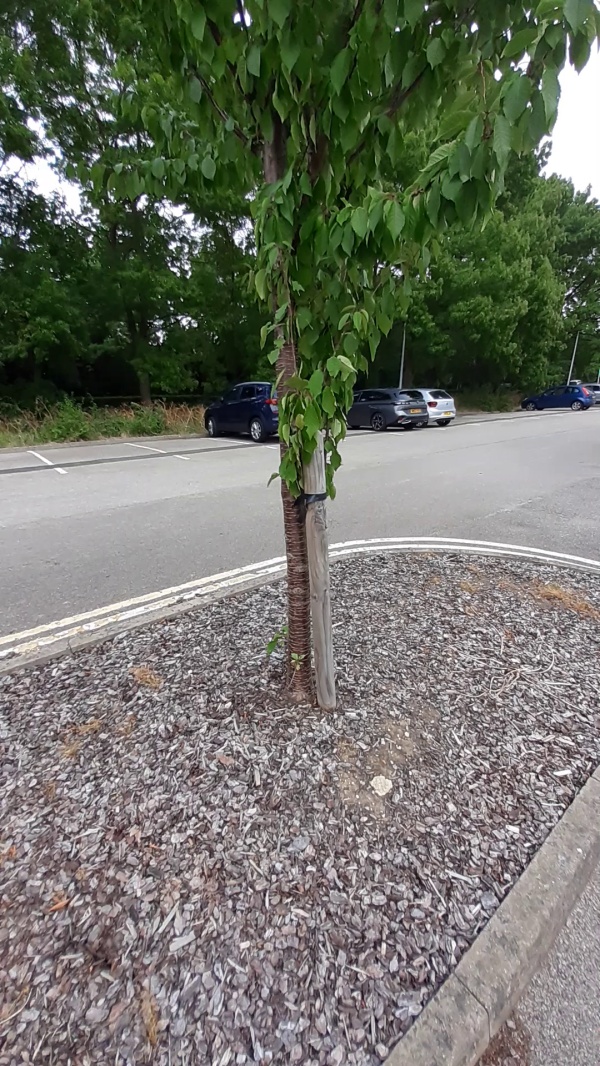 photo de l'arbre
