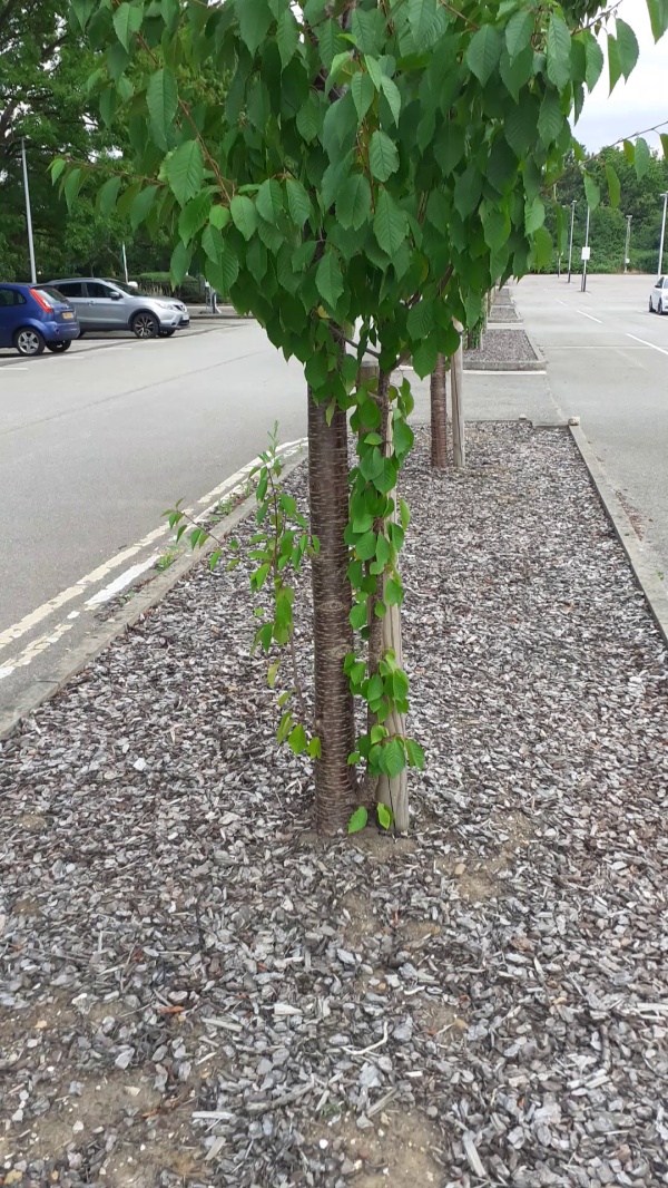 photo de l'arbre