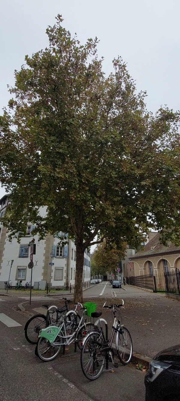 photo de l'arbre