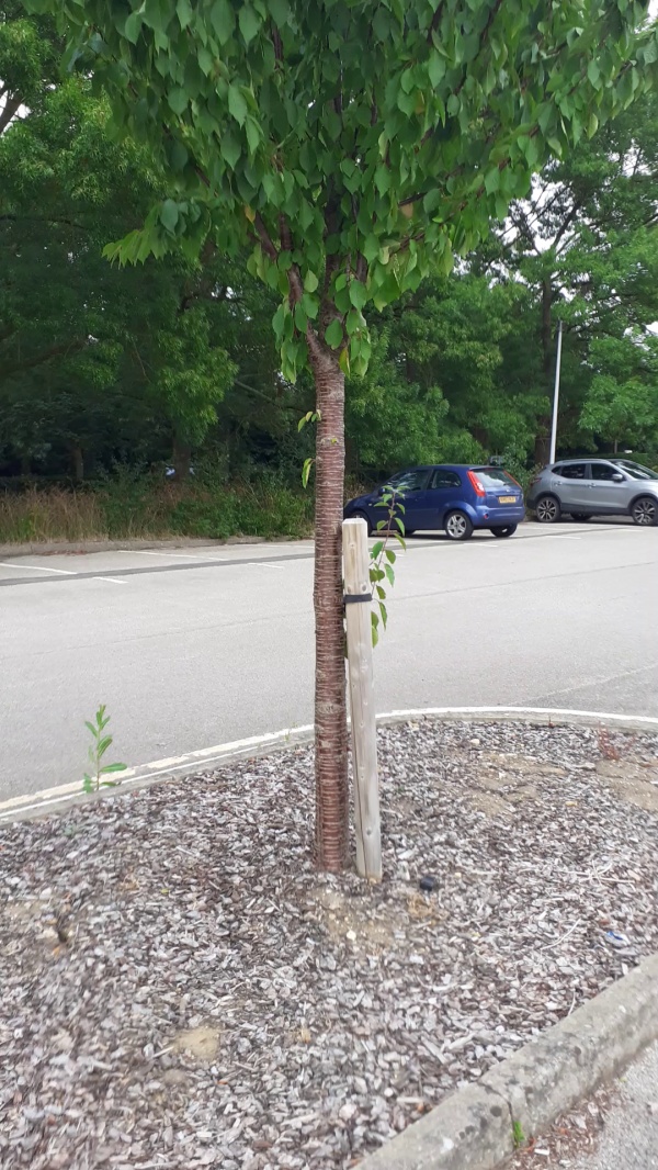 photo de l'arbre