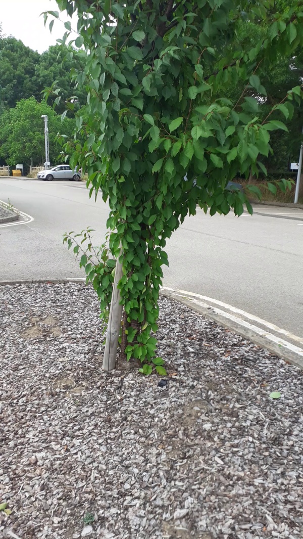 photo de l'arbre