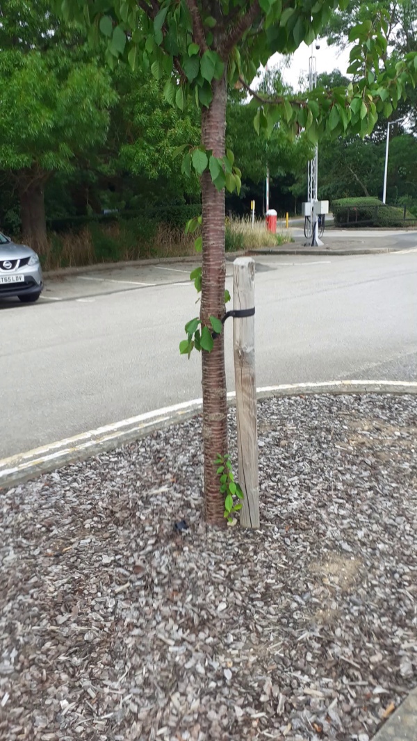 photo de l'arbre