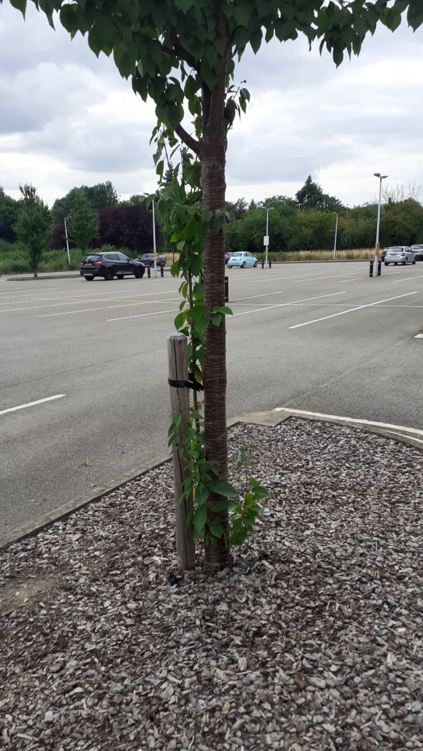 photo de l'arbre