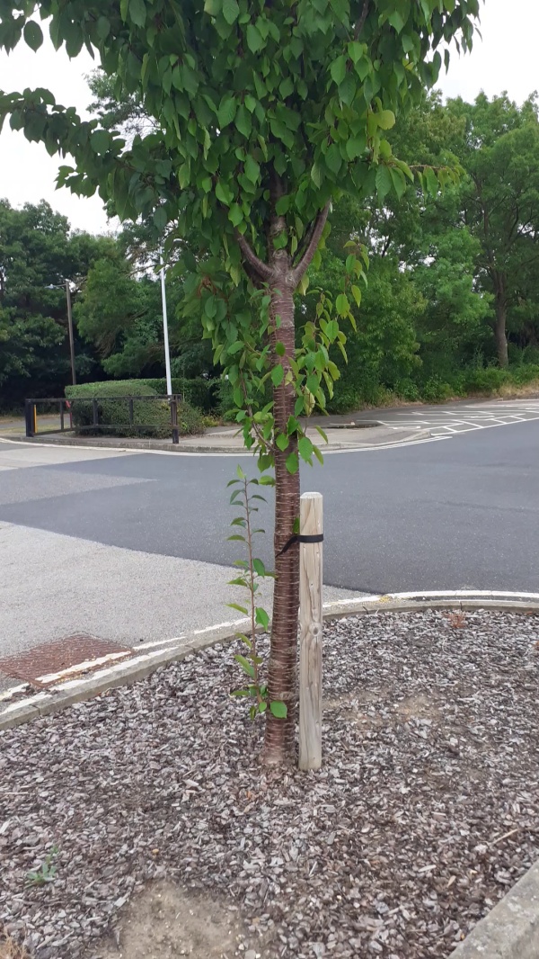 photo de l'arbre