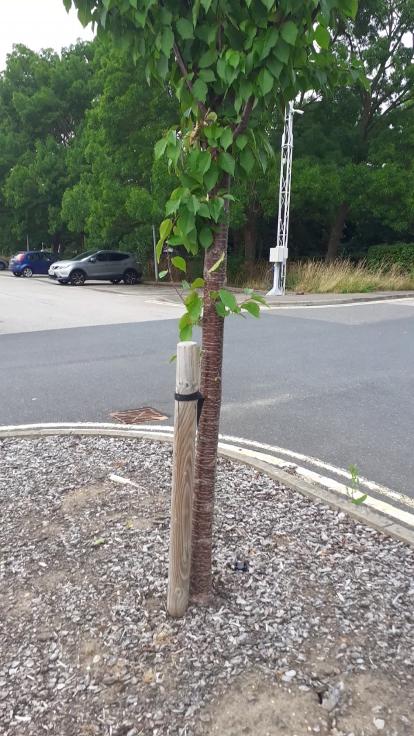 photo de l'arbre