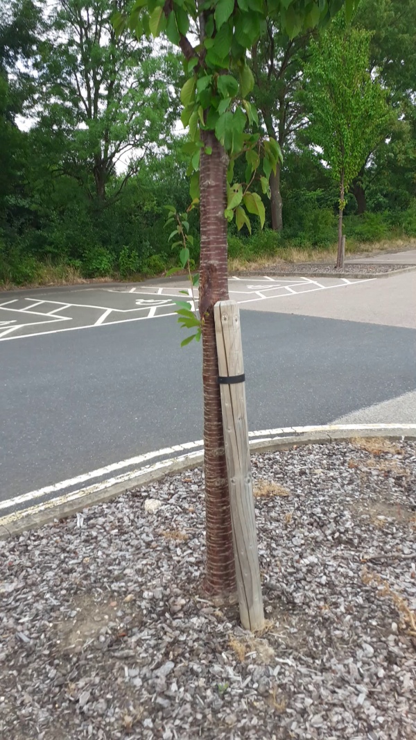 photo de l'arbre