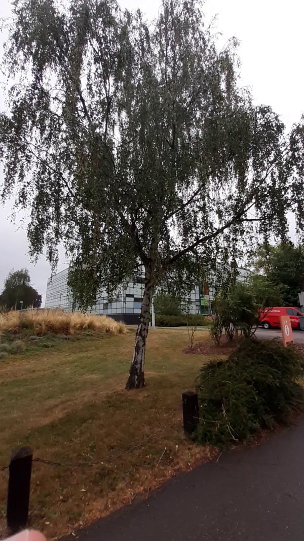 photo de l'arbre